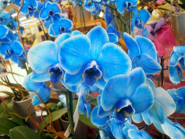 Phalaenopsis orchidėjos-in-mėlyna-COLOR-orchidėjų priežiūros-orchidėjų
