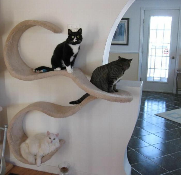 erdvę taupančios-baldai-daug katė-on-the-sienos