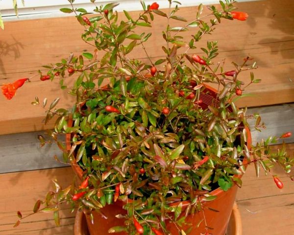 Punica granatum-tropické-izbové rastliny-in-hrnca