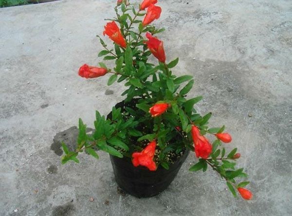punica_granatum_tropische-kambariniai augalai Raudona Blossoms