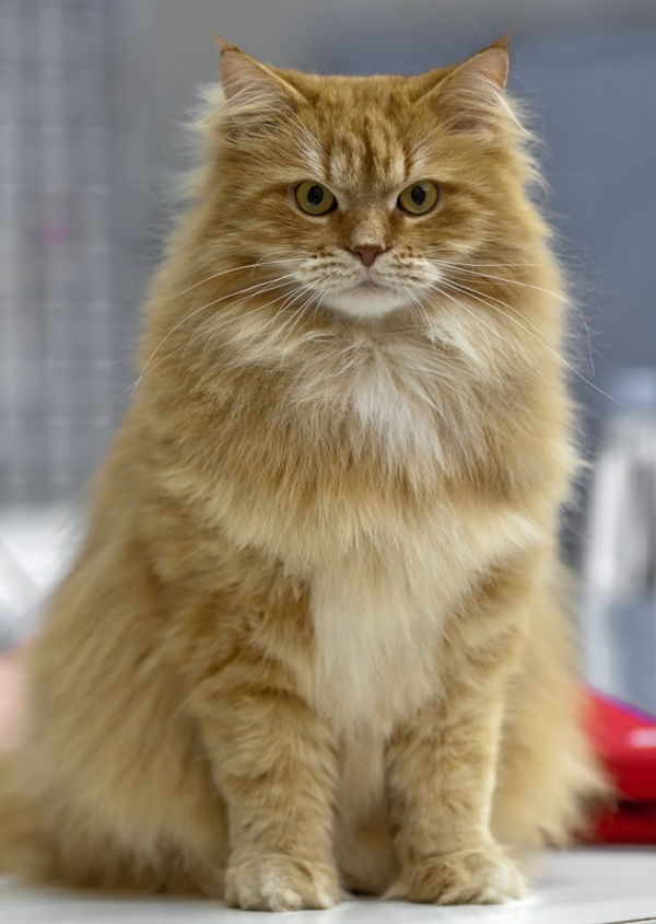 roșu-brun pisica siberiana