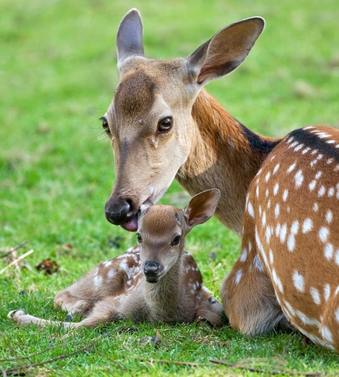 schattige dieren, interessante feiten en fantastische foto's, moederliefde in de dierenwereld