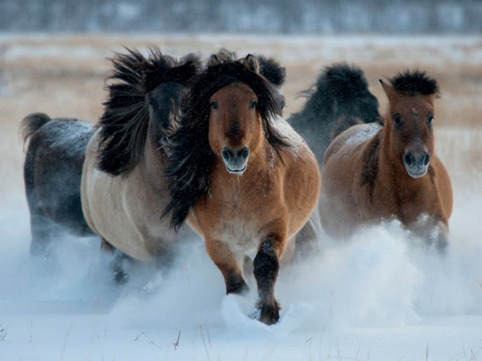 -frumos-animale din dreapta-running-in-zăpadă