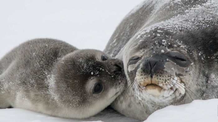 zoete zeehond moeder en baby, de baby kust zijn moeder, liefde in het dierenrijk