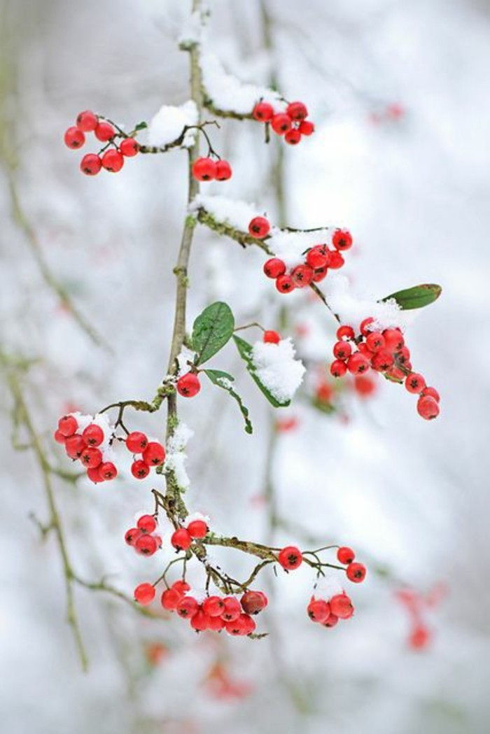 Romantický Zimné Fotografie Snow Berry Krásne ilustrácie