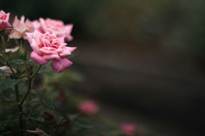 Rosa romantico rosa con soft-foglie