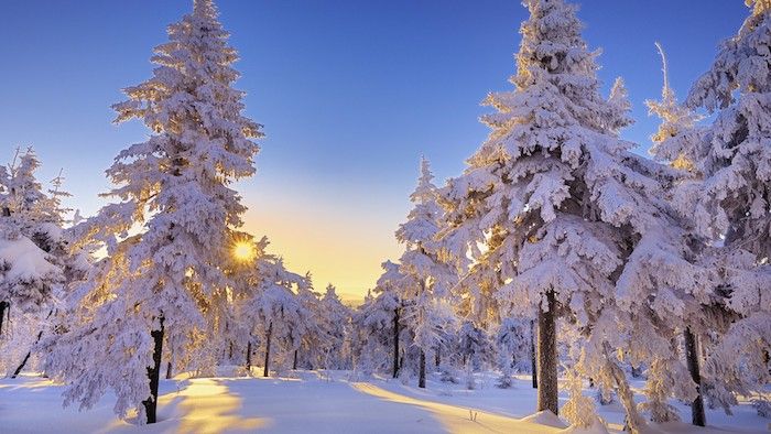 O pădure cu copaci albi cu zăpadă la apus - un cer albastru și soare - imagini de iarnă romantică
