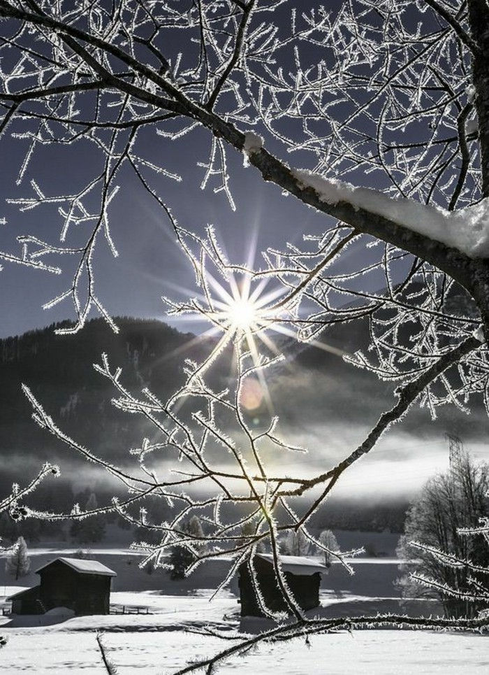 imagine romantică de iarnă înghețat copac ramuri de zăpadă