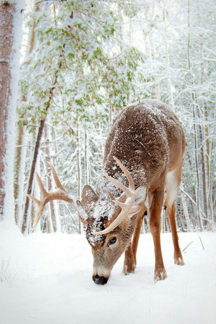 romantický sladký Winter Photo-Hirsch-seeking-to-tráva-under-the-sneh
