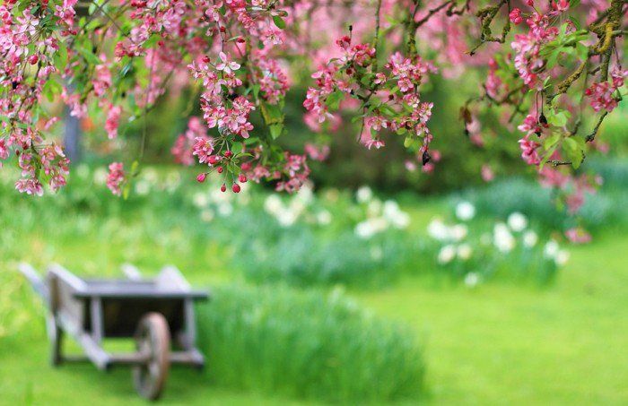 Pink Blossom början av våren