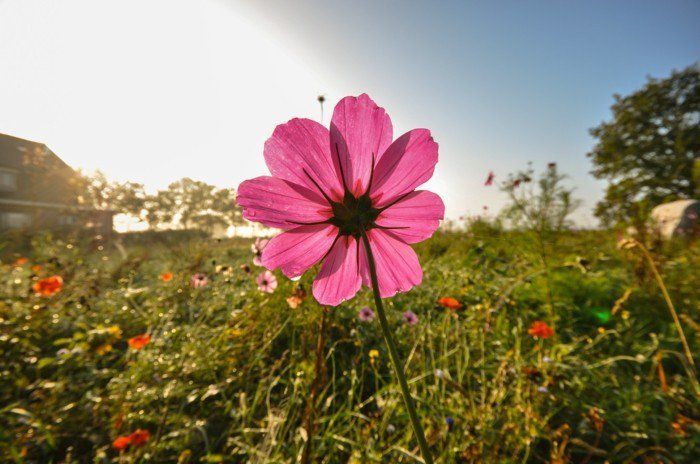 fiore rosa-salutato-the-sun