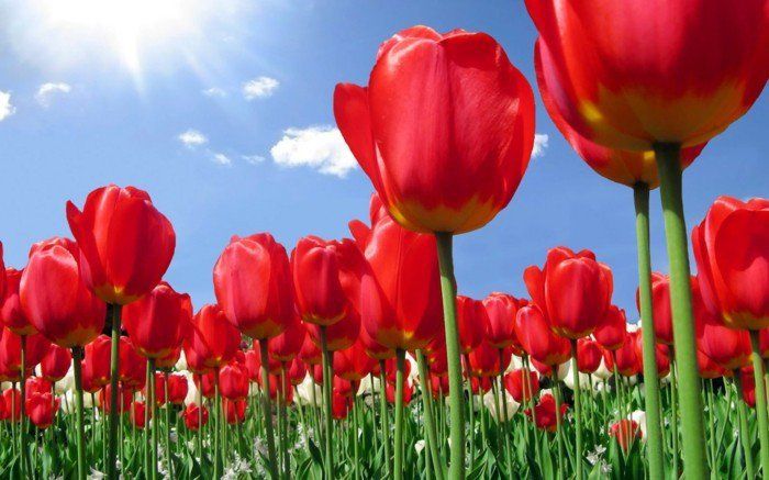 Różowe tulipany Pole do-niespodziankę