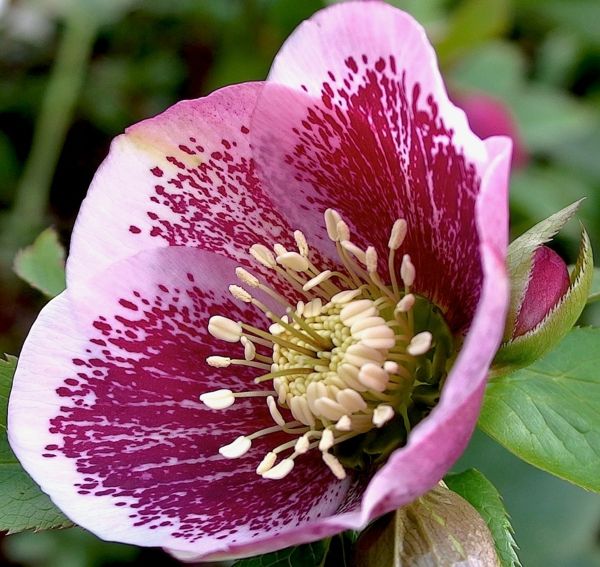 floral tapet rosa