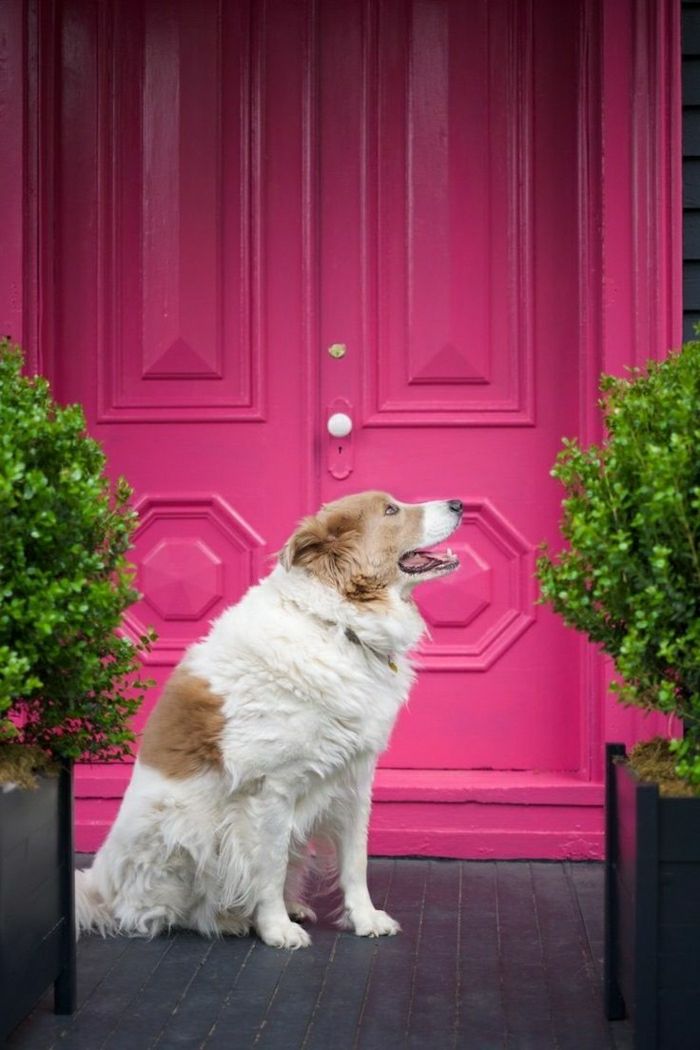 pink-gefarbene-160-jaar oud Victoriaans huis deur-retro-dog bloempot