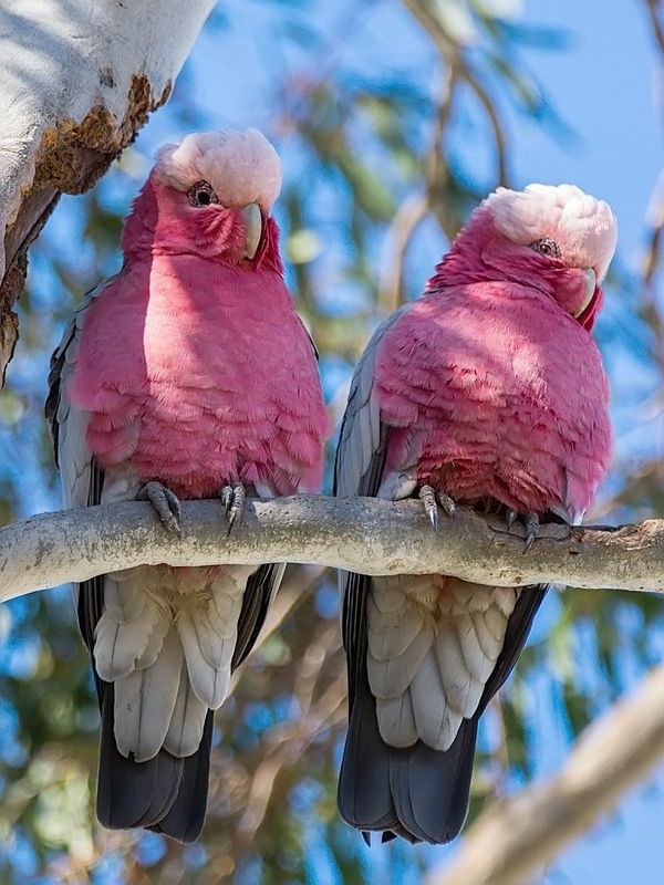 Pink Parrot-stor-papegoja Färgrik papegoja Parrot tapet papegoja tapeter