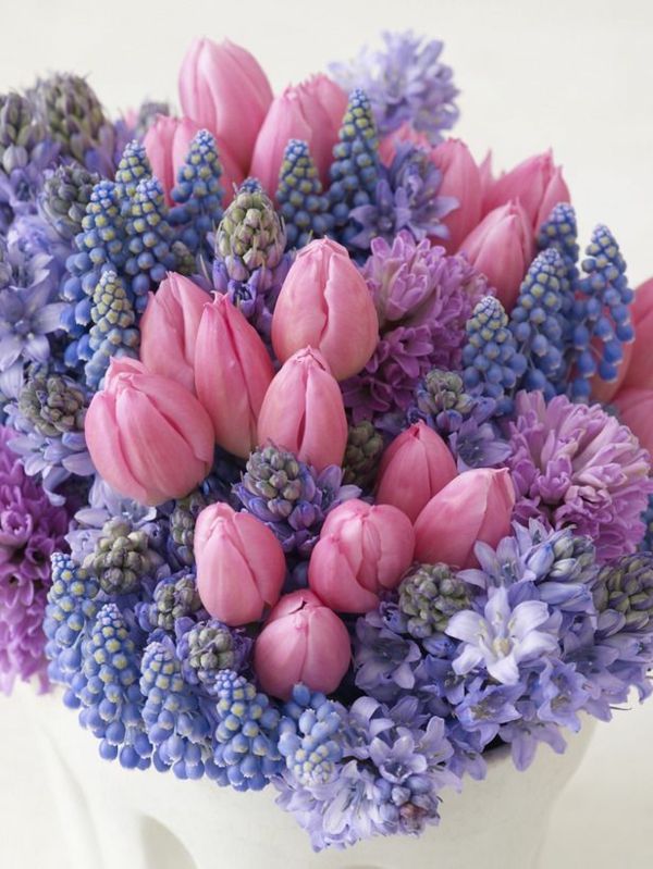 rosa-tulipaner og blå-Hyacinth