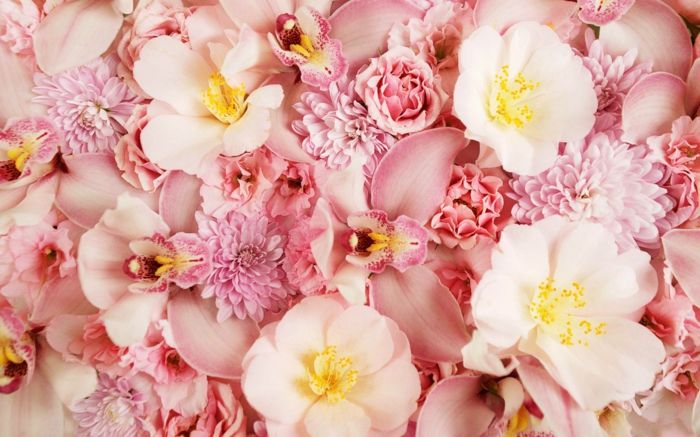roza cvetje, orhideje in krizanteme, cvetlični seznam od A do Ž, slike in informacije o rožah