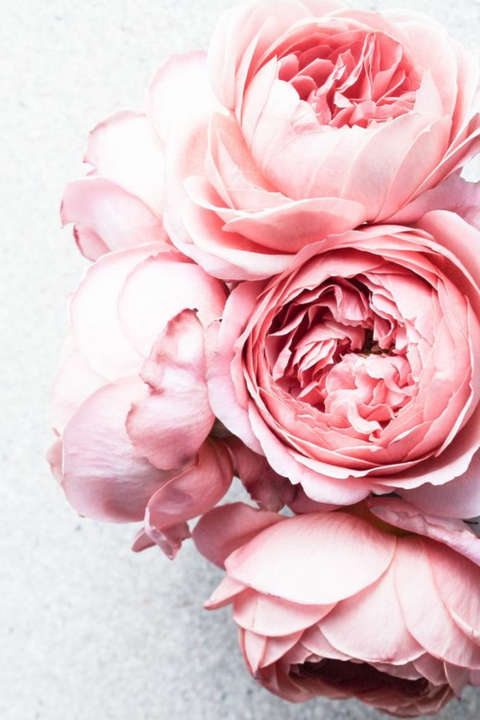 roza peonies, ozadje za ljubitelje cvetov, spoznajte svet cvetja