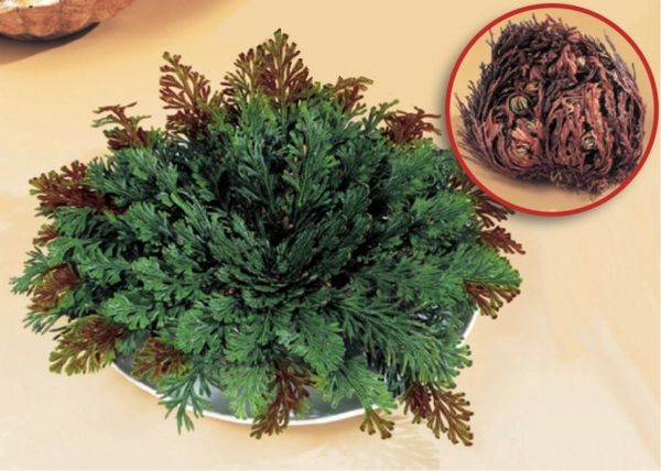 steg-for-Jeriko-interessant-lettstelt-potteplante-for-the-house