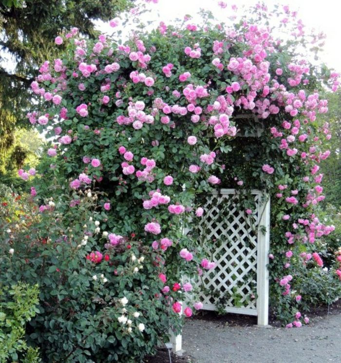 rose arc-of-wood-rooskleurig Beautiful Flowers