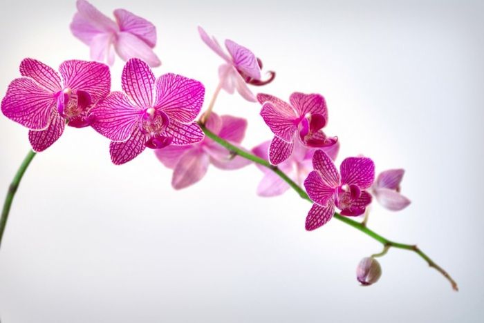 roz-Orhideen specii-alb-fond