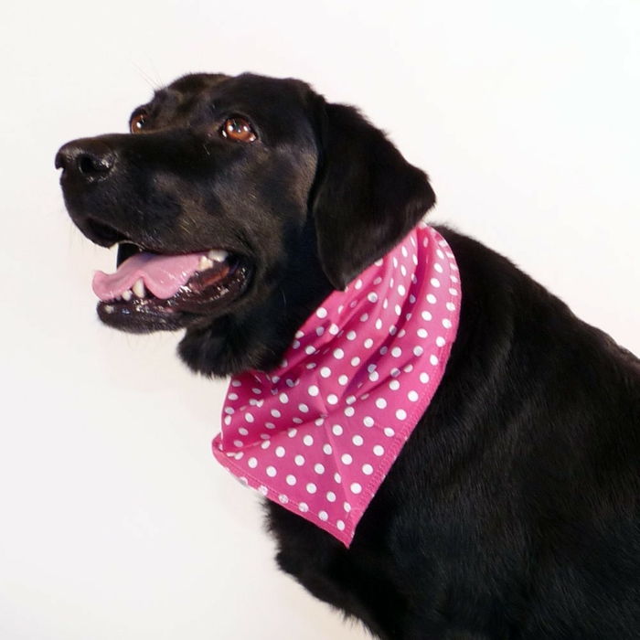 rosy-model-white-background-bandana-by-dog