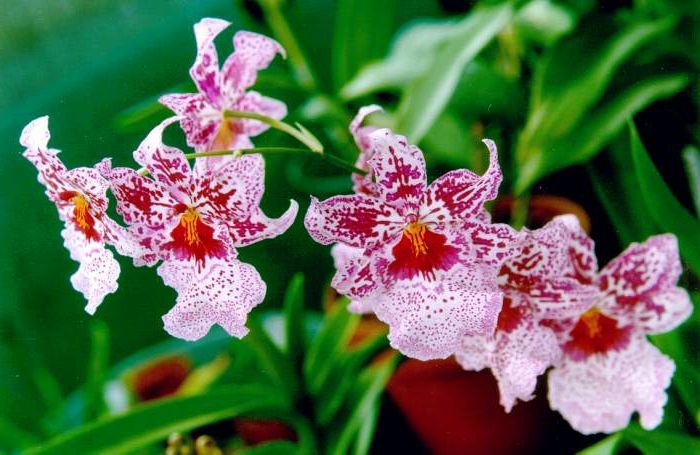rdeče in rožnato-belega Orhideen vrste