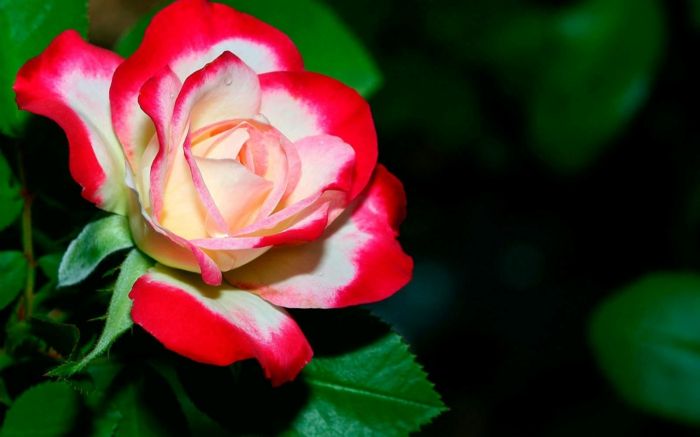 rdeče-bela vrtnica, kraljica med rožami, spoznavanje cvetnega sveta, lepe slike na temo cvetja