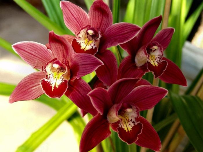 rdeče-Orhideen vrste