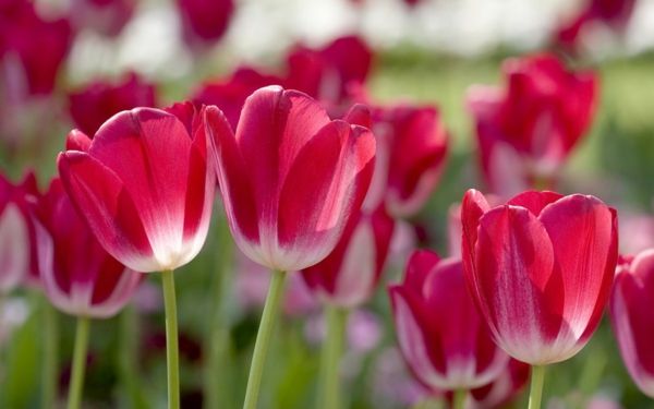 Tulip-the-buy-tulipan-tulipan-in-amsterdam-tulipan tapet rote_fruhlingblume tapet tulipan-planting
