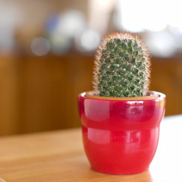 kaktusas raudoname puodelyje
