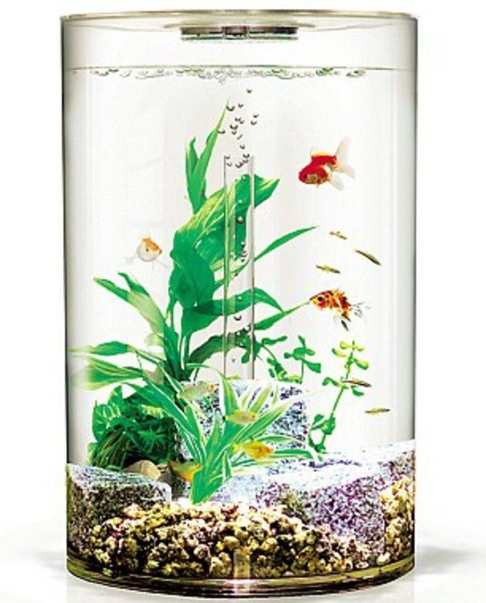 okrogle majhen akvarij-akvarij-deco-z-kamni-in-voda rastline akvarij zasnovi