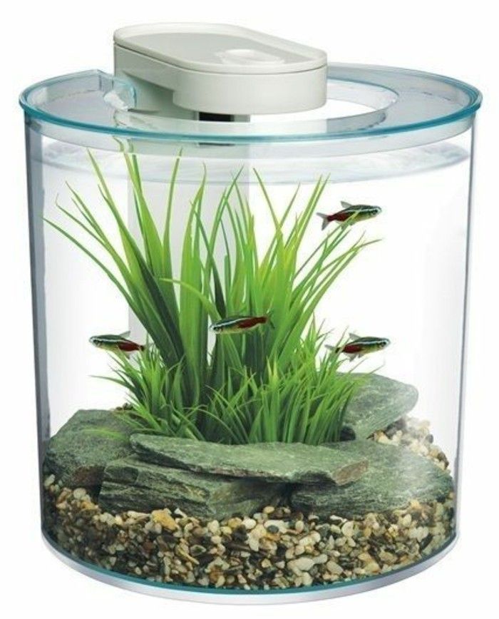 okrúhle malé akvárium, vodné rastliny kamene-little-rybie akvárium-deco-akvárium-set