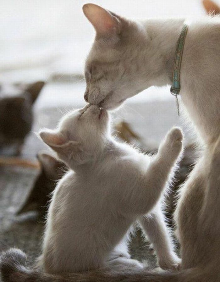 Dulce copil de pisică și-lor-mama