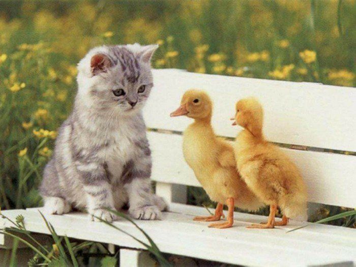 dulce-Picture Baby Cat și Ducklings