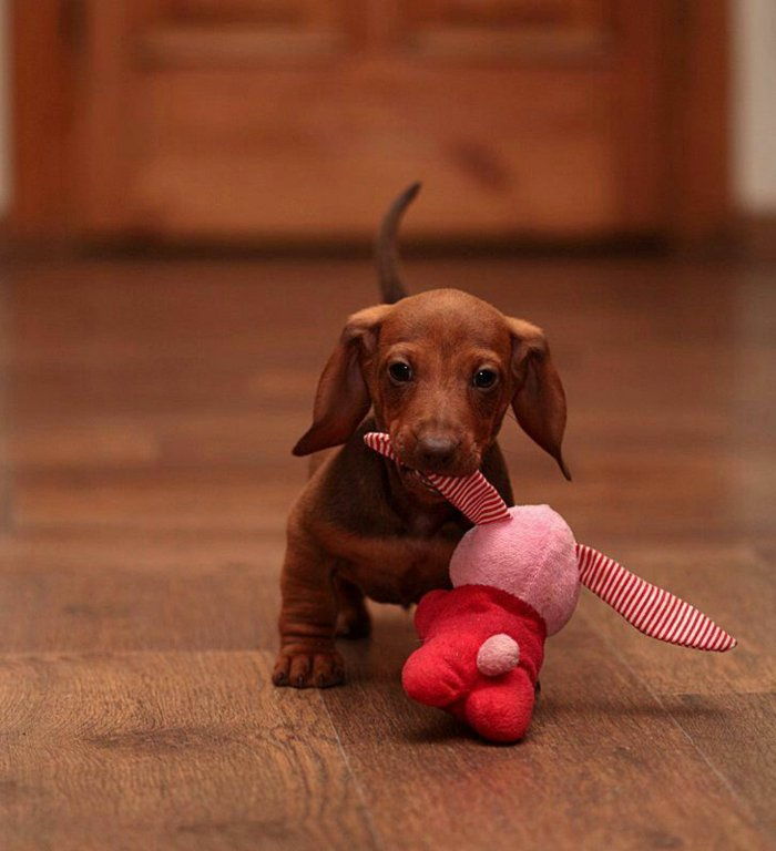 sladka pes slike Majhna Dachshund Polnjene igre