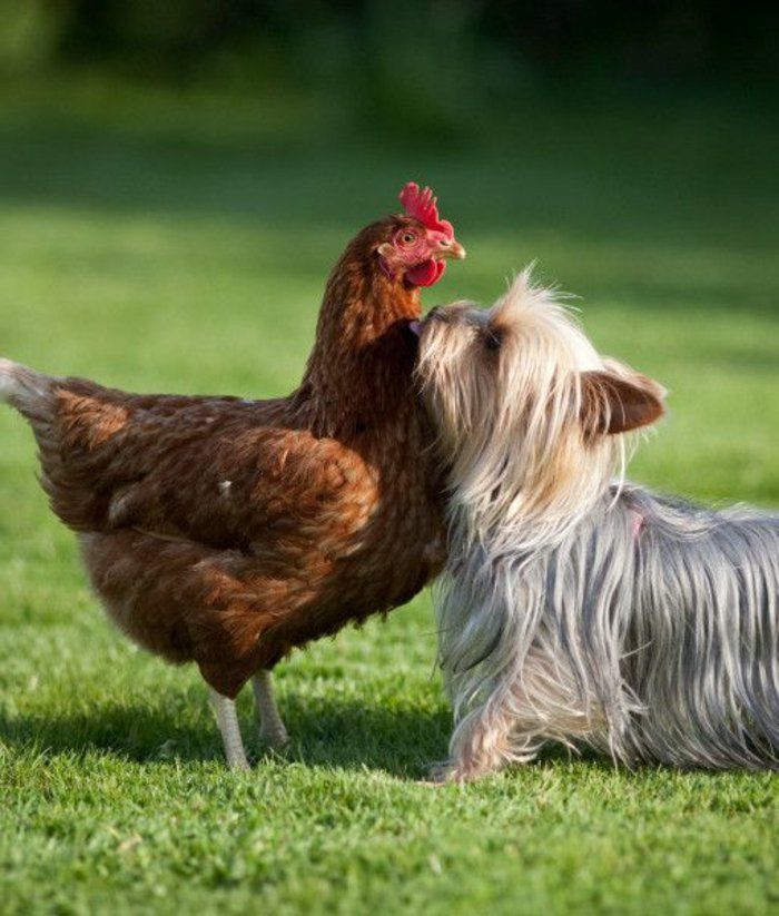 sladka pes slike srečanja Yorkshire terier piščanec Smešno Foto trave