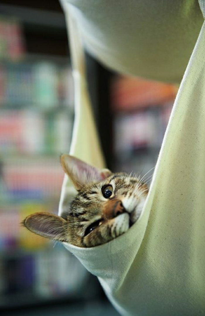 Sweet Cat v viseči mreži