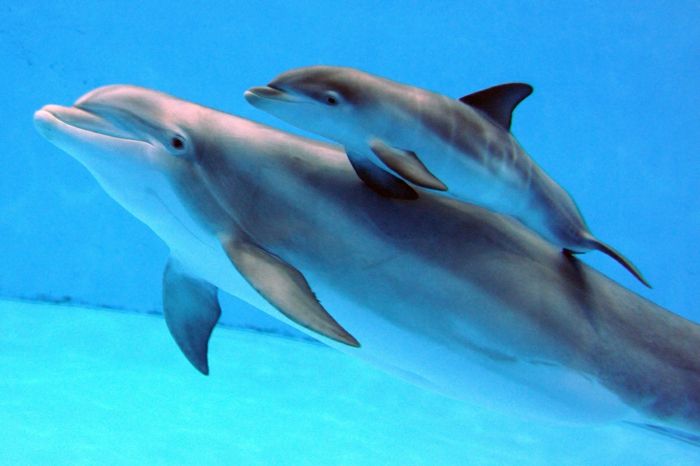 søte delfiner mor og hennes baby, vakre og elegante dyr, bilder og interessante fakta