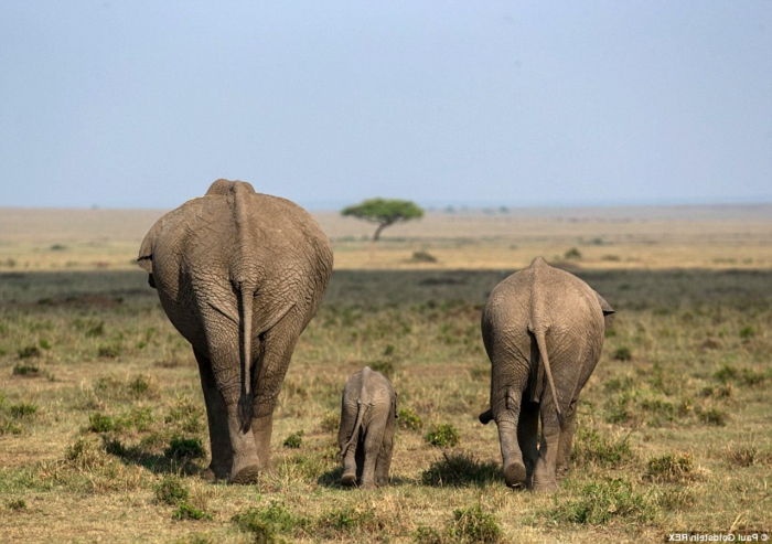 Rodina slonov, rodičia s ich dieťaťom, spoznajte divočinu, zaujímavé fakty a fantastické obrázky