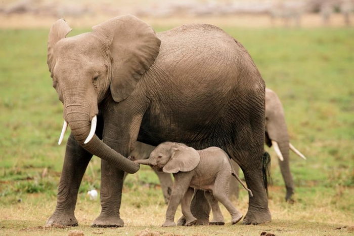 Mor og baby elefanter blir bedre kjent med dyrelivet, nyt naturen