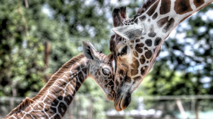 lieve giraffe moeder en baby, liefde in het dierenrijk, de dieren leren elkaar beter kennen