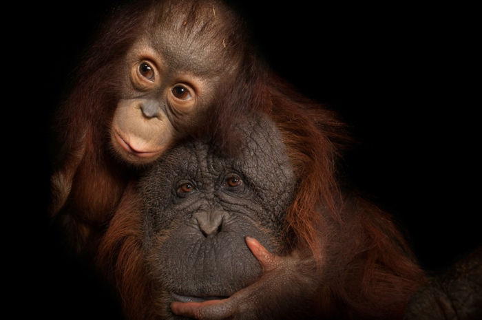dwa słodkie orangutany, matka i dziecko, urocze zdjęcia zwierzątek i ich rodziców
