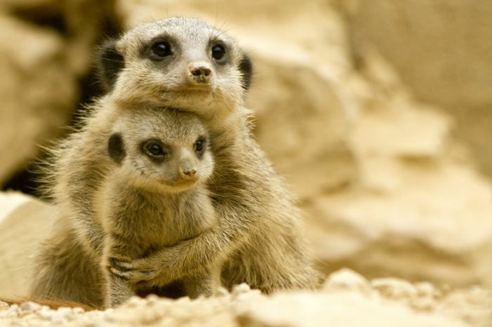 Matka a dieťa meerkats cuddle up, láska v zvieracej ríši, fantastické fotografie roztomilých zvierat