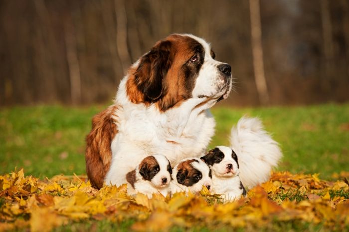 St. Bernard, drie schattige puppy's met hun moeder, gele herfstbladeren, prachtige dierenfoto's