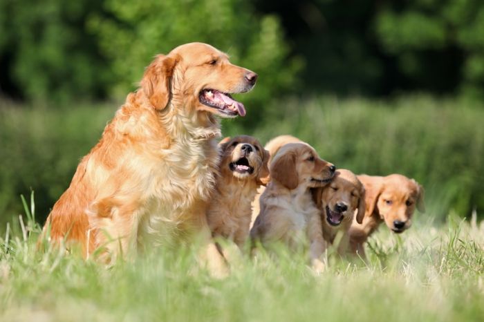 Honden van honden spelen met hun moeder, de leukste babybeesten en hun ouders, fantastische foto's