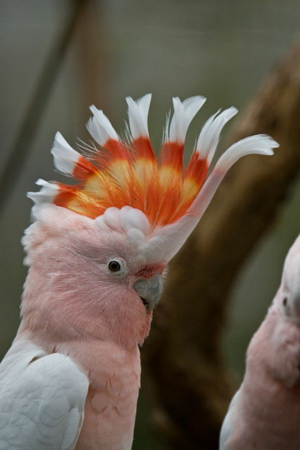 sladko-papagaj-roza-kakadu-papiga ozadje