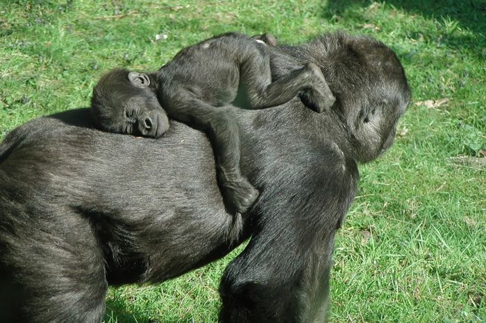 Baby Gorilla sover på sin mor, bilder av baby dyr og foreldre, interessante fakta