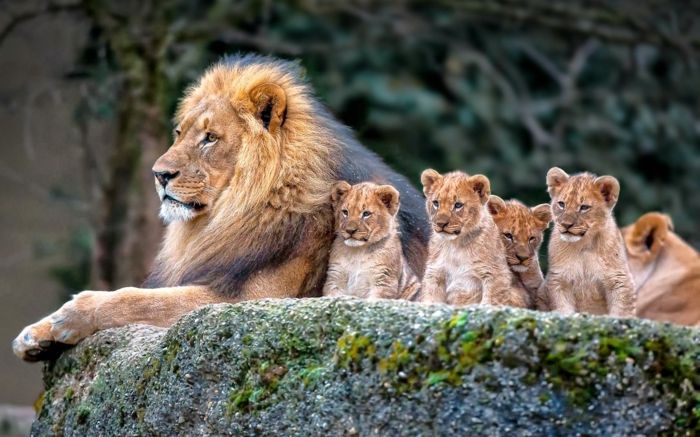 Leoa com quatro bebês, conhecendo o reino animal, inúmeras fotos e fatos interessantes