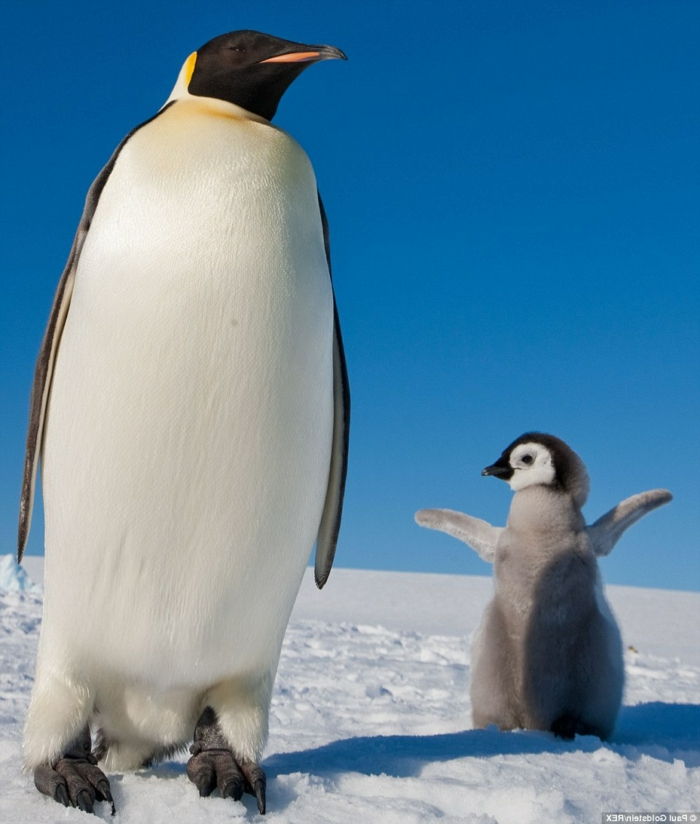 Matka a dieťa tučniaky, svetovo najroztomilejší dieťa zvieratá s rodičmi, matka láska v zvieracej ríši